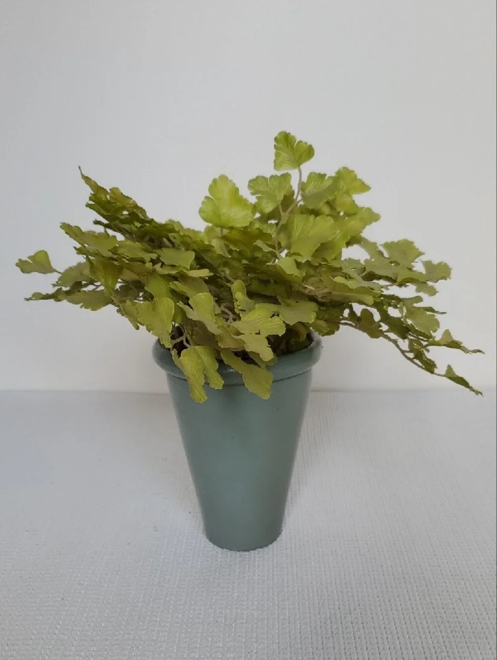 Artificial Gingko Plant in Pot - Home Accents Set of 2